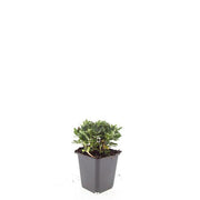 Potentilla tridentata &