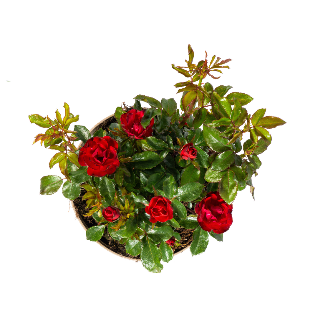 Rosa Zepeti, kenmerkend blad