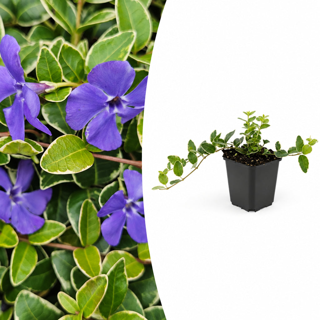 Vinca minor 'Ralph Shugert', plant in pot