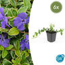 Vinca minor 'Ralph Shugert'