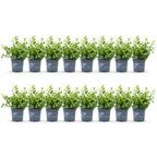 BetterBuxus Babylon Beauty, mot- en schimmelbestendig, detail van het blad en de plant