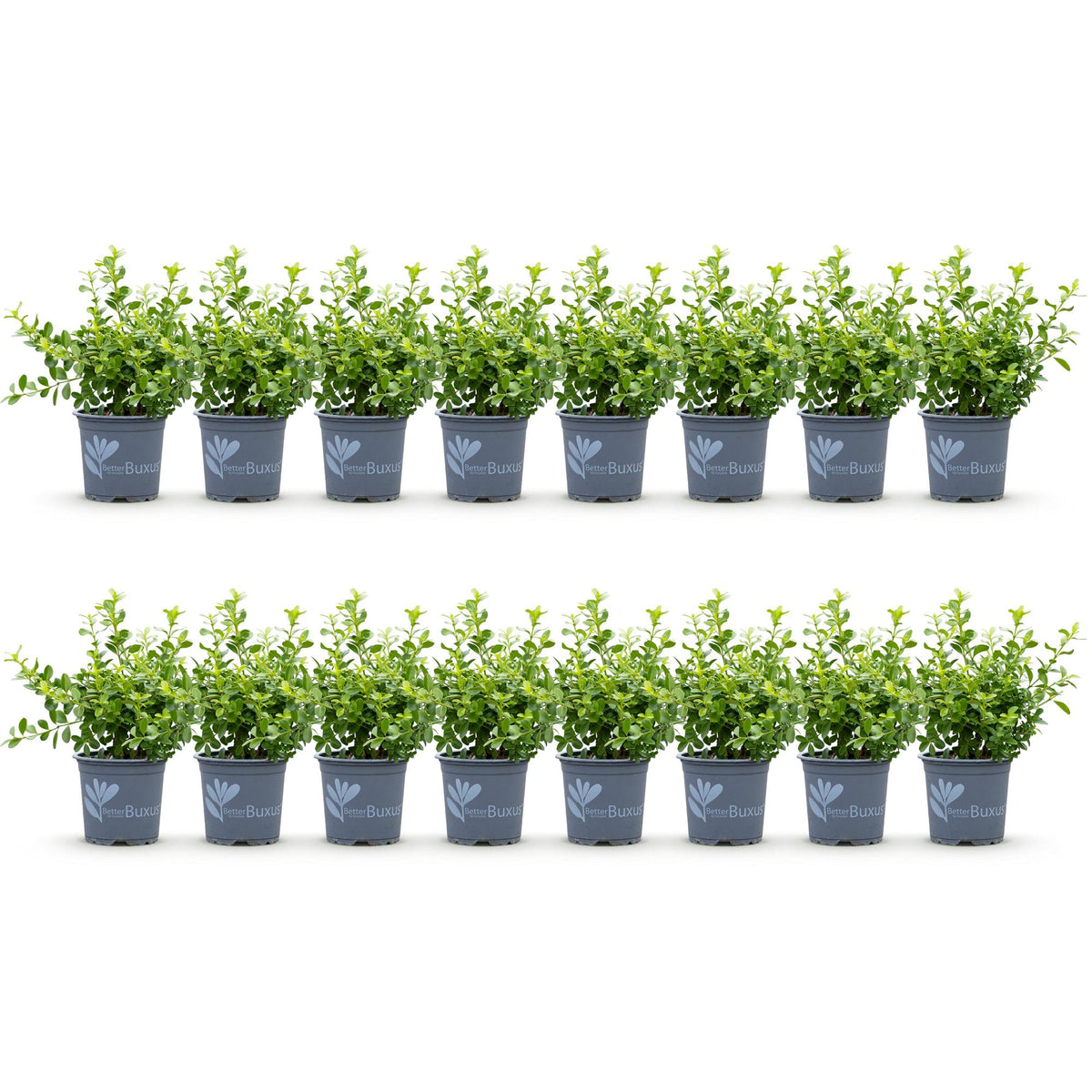 BetterBuxus Babylon Beauty, mot- en schimmelbestendig, detail van het blad en de plant