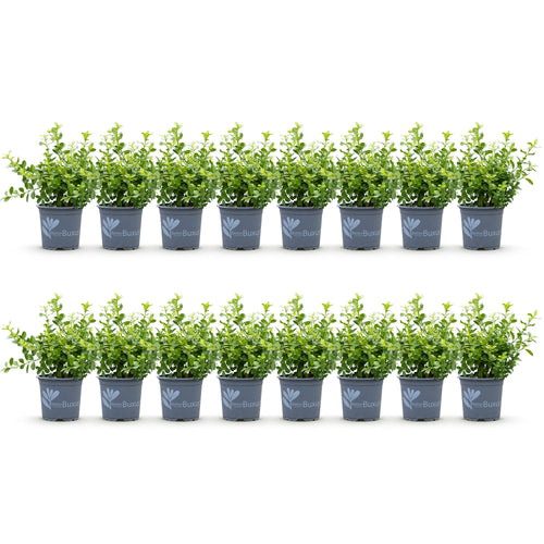 BetterBuxus Babylon Beauty, mot- en schimmelbestendig, detail van het blad en de plant