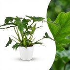 Philodendron Lacerum met witte pot, kenmerkend blad