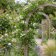 Clematis vitalba - inheemse bosrank - set van 4 - Ø9 cm