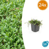 24x Leptinella squalida