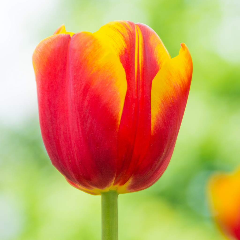 Tulpenbollen Dow Jones, rood-geel gestreept, 20 stuks, groeiwijze van de plant