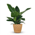 Philodendron Imperial Green met Mand, plant in pot