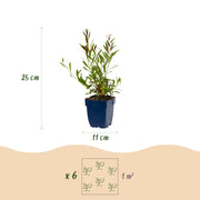 Gaura lindh. Whirling Butterflies - Prachtkaars - Bijen- en vlinderlokkers - Wit - 6 Planten
