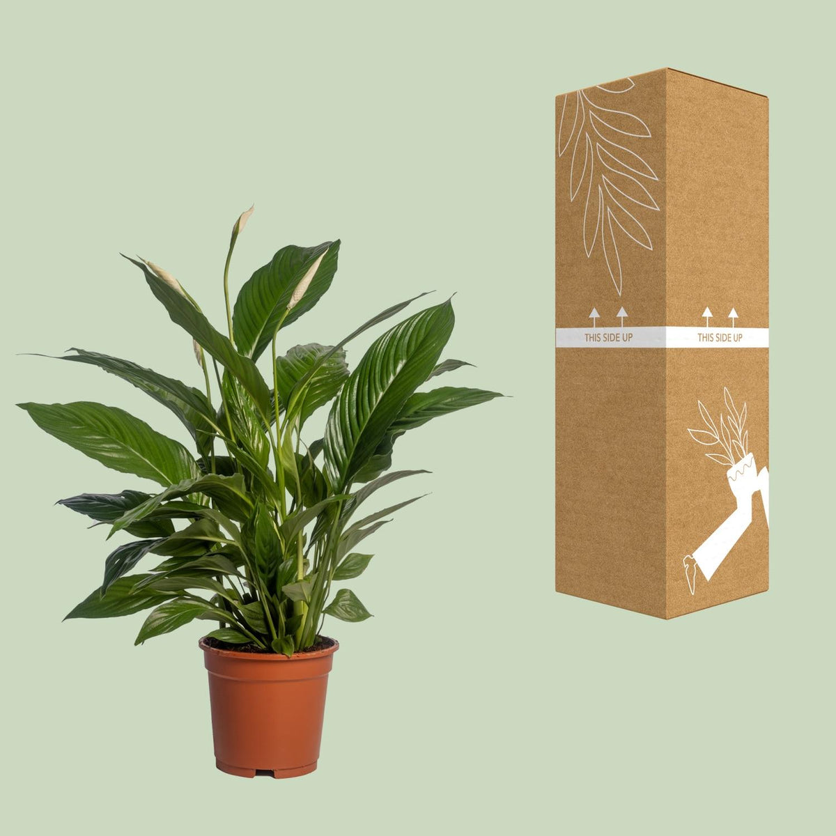 Productafbeelding van Pureplant