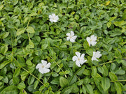 Vinca minor &