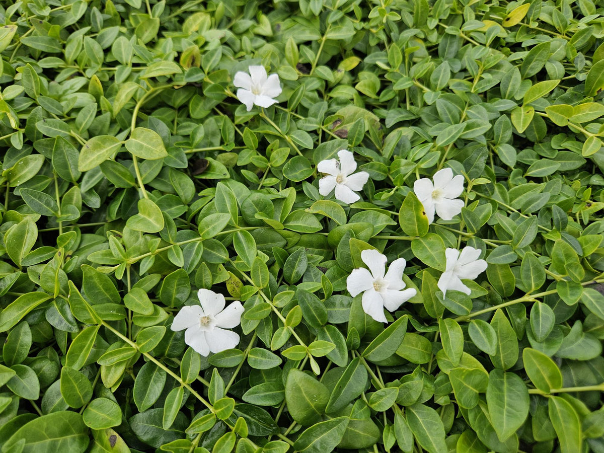 Productafbeelding van Pureplant
