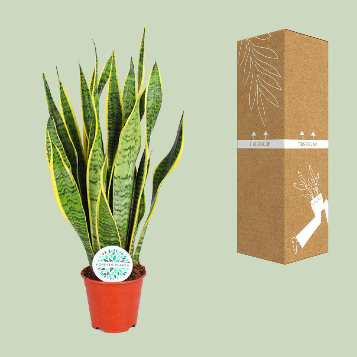 Detailfoto van Sansevieria Trifasciata Laurentii