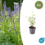6x Agastache &