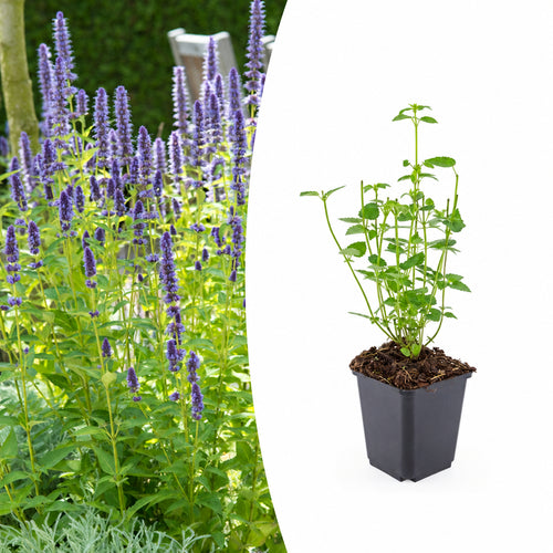 Agastache 'Black Adder', plant in pot