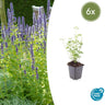 6x Agastache 'Black Adder'