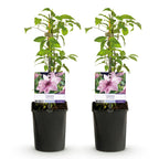 Productafbeelding van Pureplant
