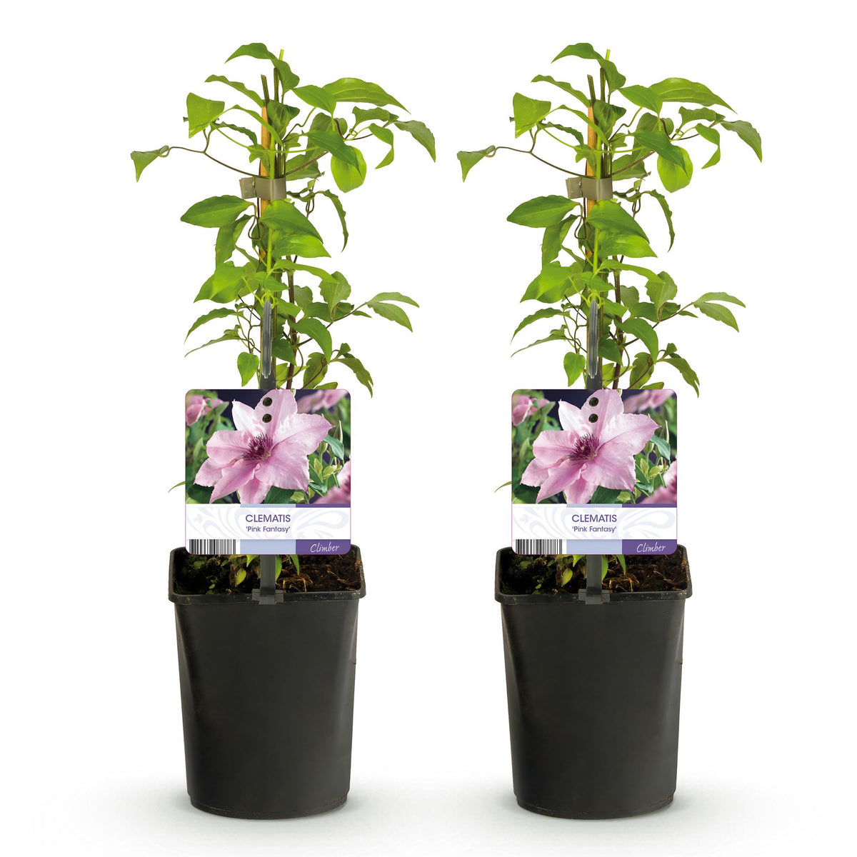 Productafbeelding van Pureplant
