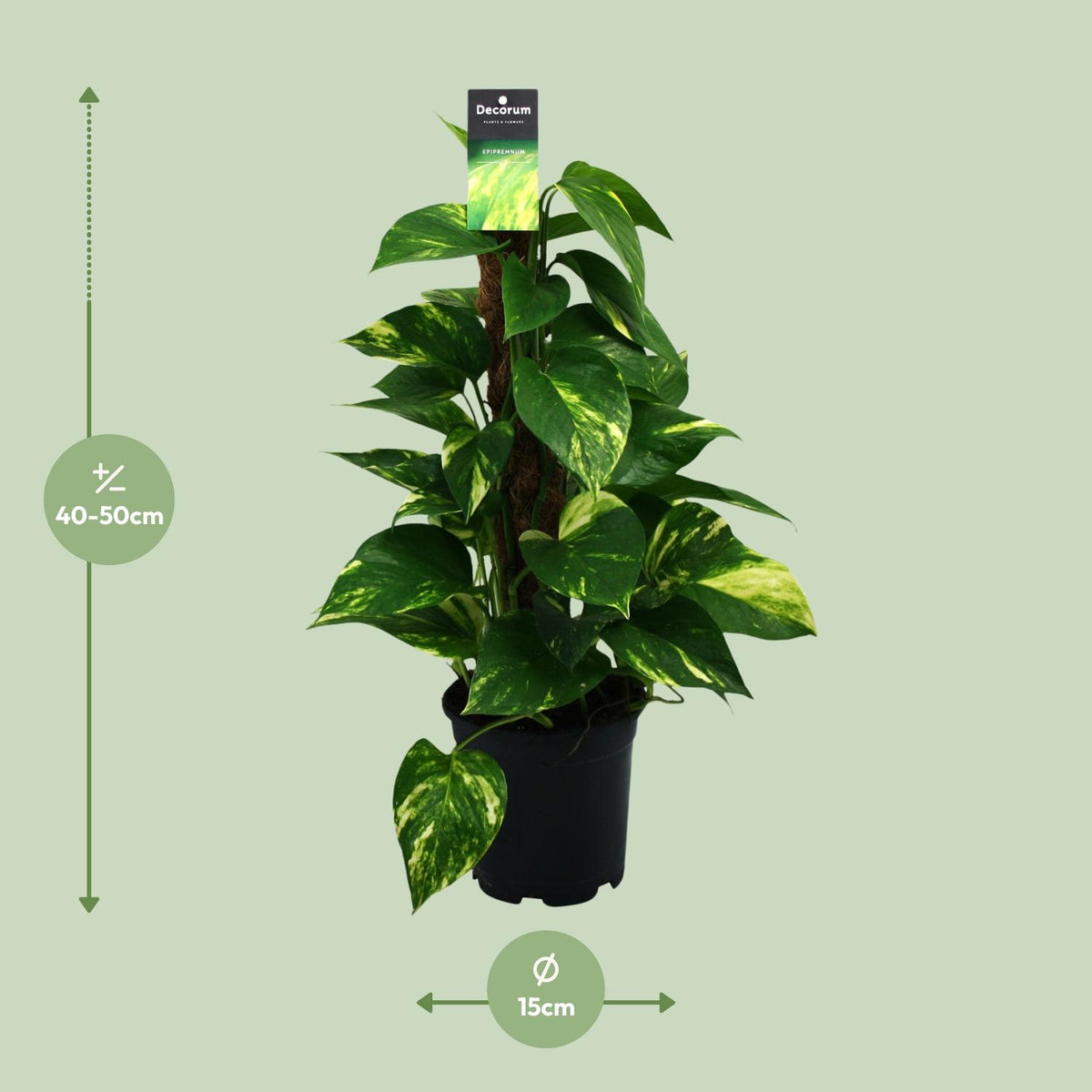 Detailfoto van Scindapsus (Epipremnum)