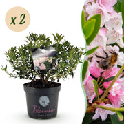 Rhododendron Bloombux &