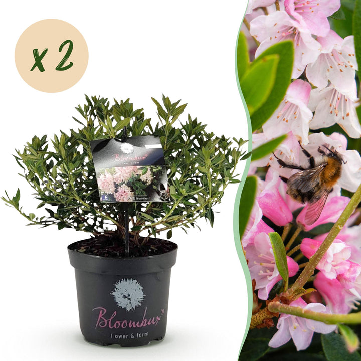 Rhododendron Bloombux &