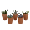 Productfoto van Vetplanten mix