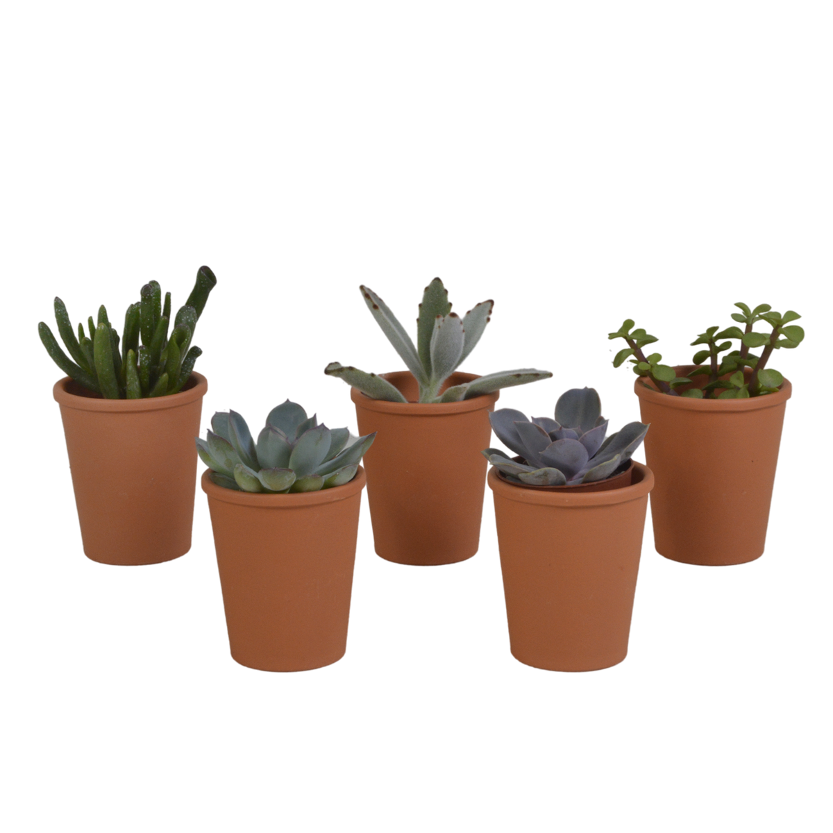 Productfoto van Vetplanten mix