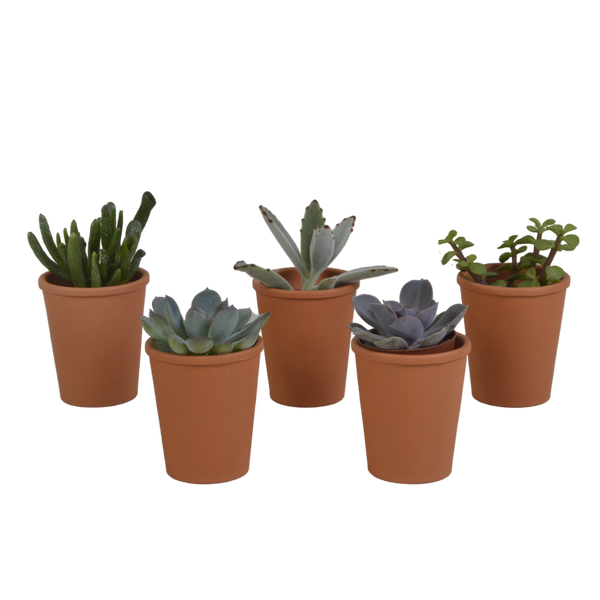 Vetplanten mix