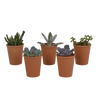 Vetplanten mix