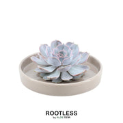 ROOTLESS Succulent Echeveria Lilacina in schaal &
