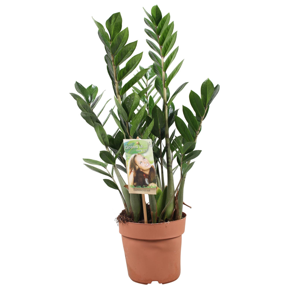 Productfoto van Zamioculcas Zamiifolia