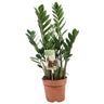 Zamioculcas Zamiifolia