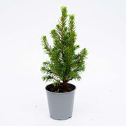 Mini kerstboompje