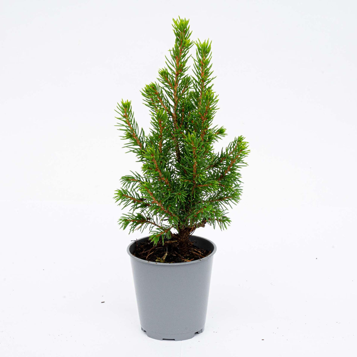Mini kerstboompje, groene bladeren