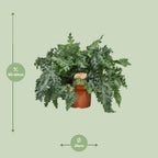 Phlebodium Davana, detail van het blad
