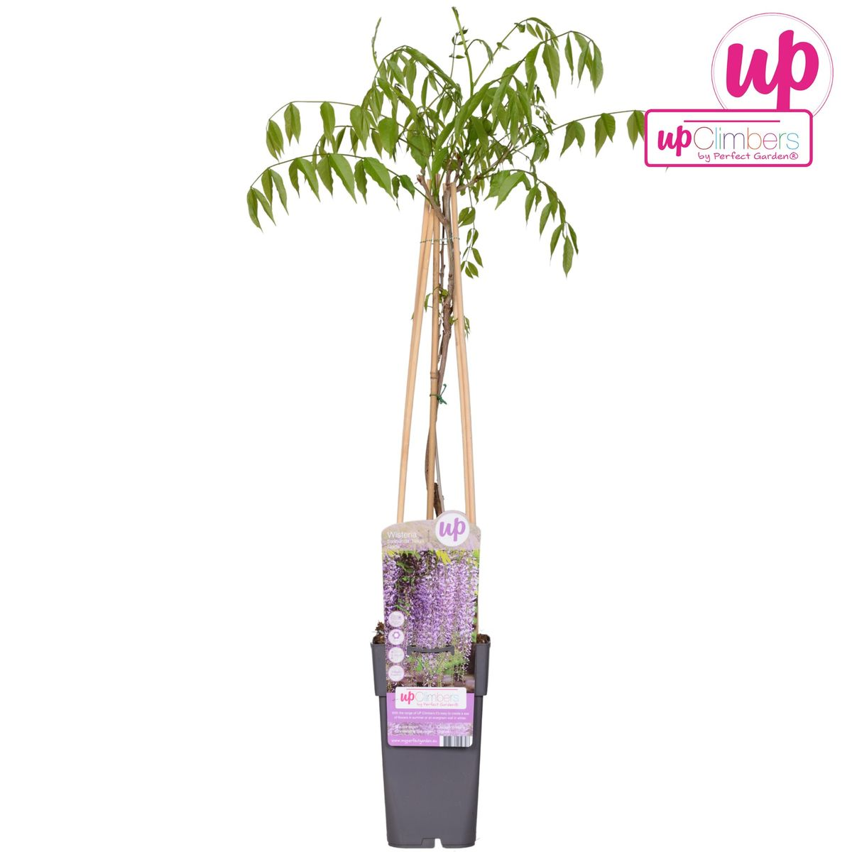 Detailfoto van Wisteria floribunda 'Naga Noda' - Paarse regen