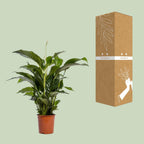 Detailfoto van Spathiphyllum Bellini