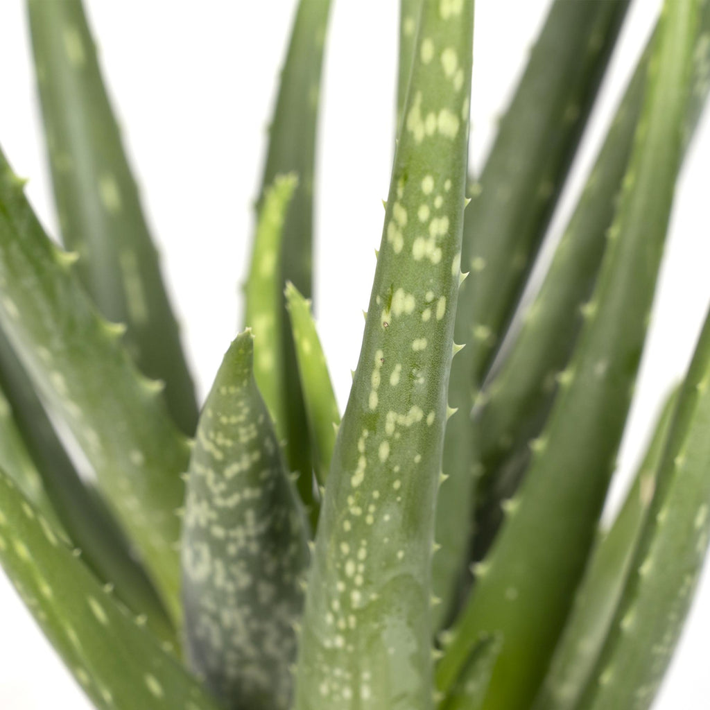 Aloe vera, detail van het blad