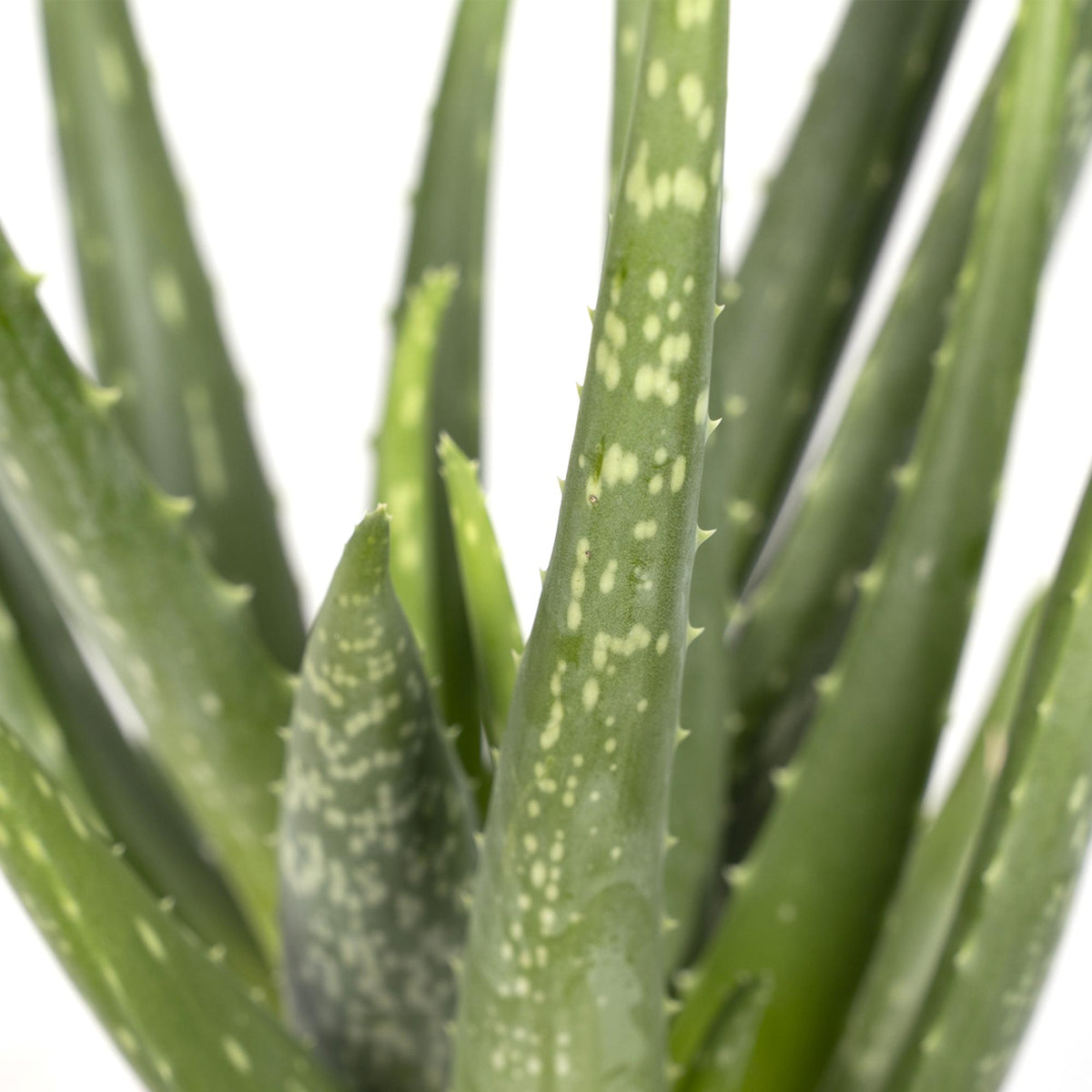 Aloe vera, detail van het blad