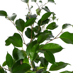 Ficus Benjamina Exotica, groene bladeren