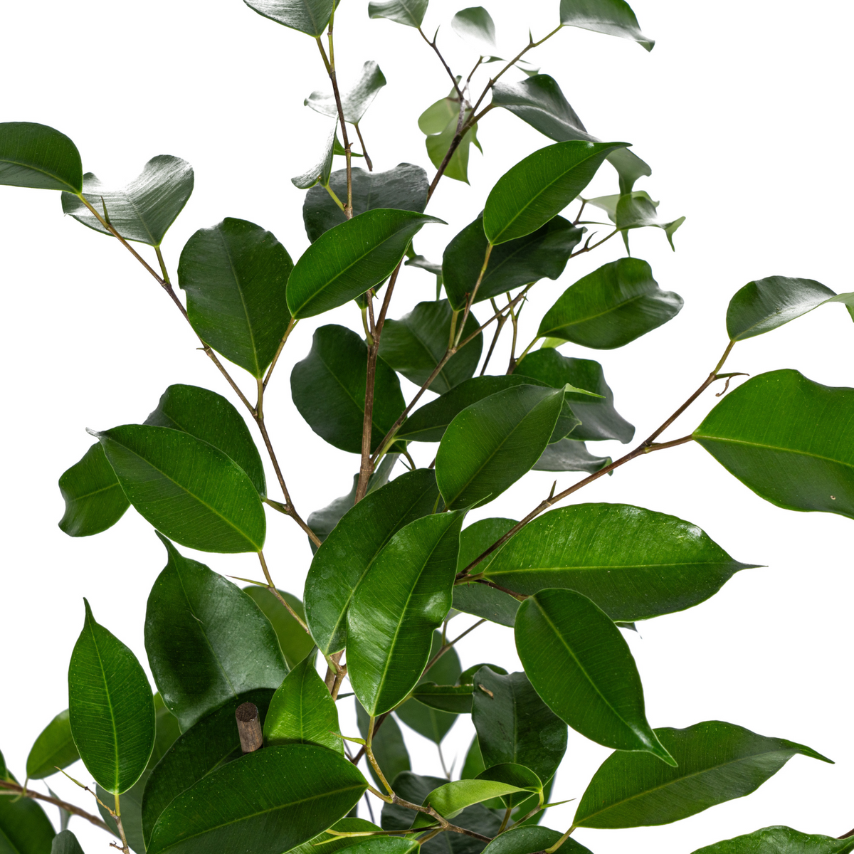 Ficus Benjamina Exotica, groene bladeren