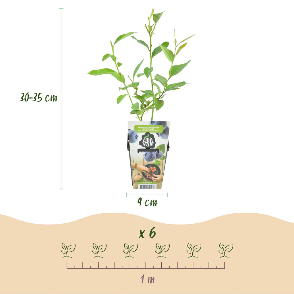 Blauwe bes Vaccinium corymbosum Goldtraube, groene bladeren