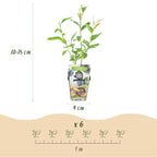 Blauwe bes Vaccinium corymbosum Goldtraube, groene bladeren