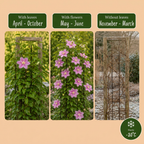 Clematis 'Piilu' - roze bosrank, groeiwijze van de plant