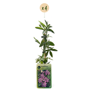Passiflora &
