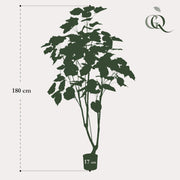 Kunstplant - Ficus umbellate - Afrikaanse vijg