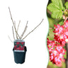 Ribes sanguineum Kind Edward