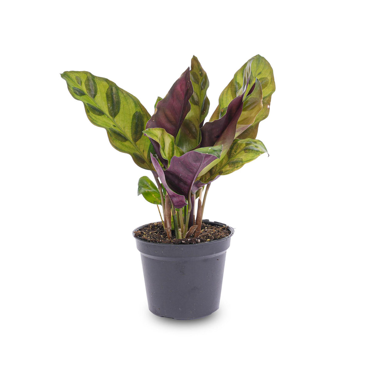 Calathea lancifolia, terrariumplant met gestreept blad, groeiwijze van de plant