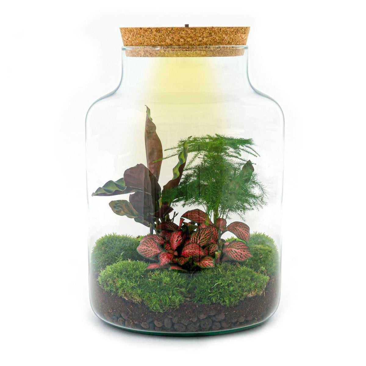 Detailfoto van DIY Planten terrarium met licht - Milky - Zonder gereedschap