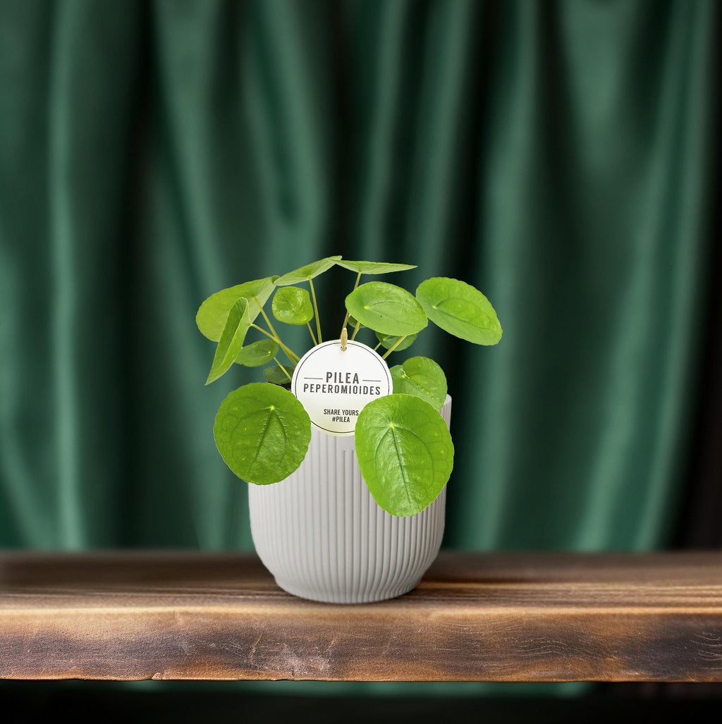 Productfoto van Pilea Peperomioides
